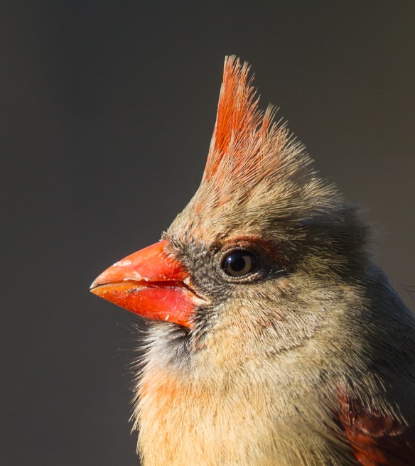 Northern Cardinal female closeup of head profile