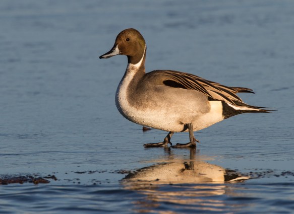 Northern Pintail on morning ice