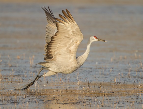 Sandhill Crane takes flight 1