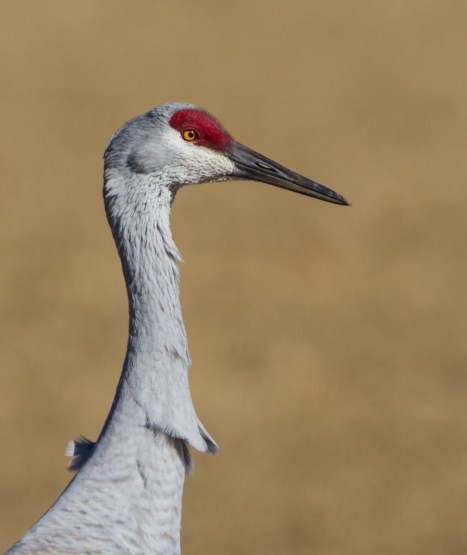 Sandhill Crne portrait