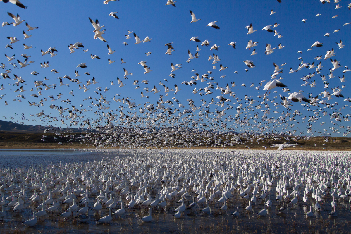 Snow Geese at Bosque del Apache