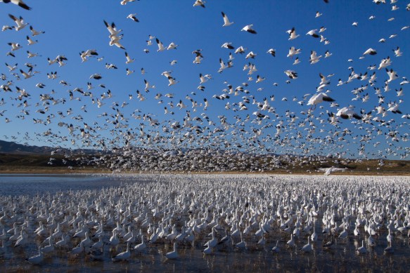 Snow Geese at Crane Pond