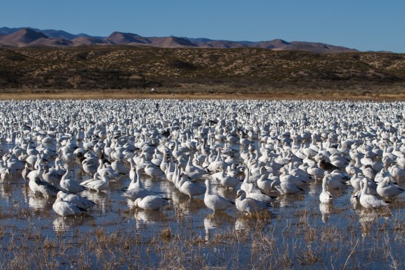 Snow Geese flock on Crane Pondpg