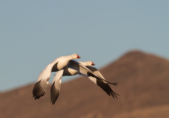 Snow Geese with mountains