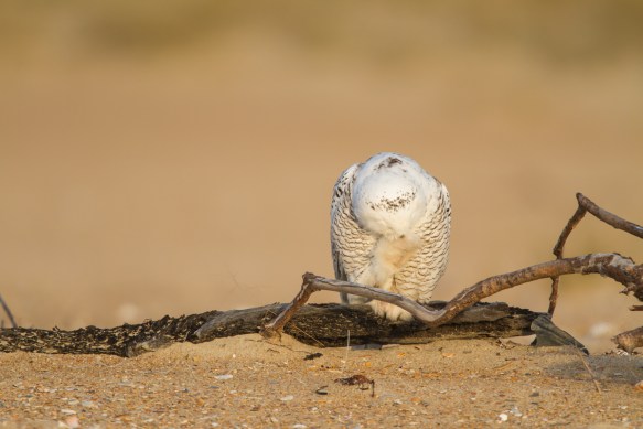 Snowy Owl cleaning its feet