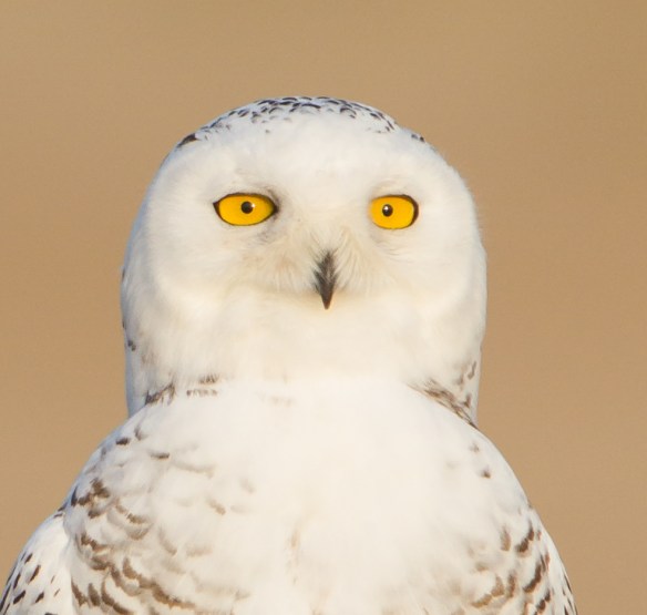 Snowy Owl profile - check out those eyes