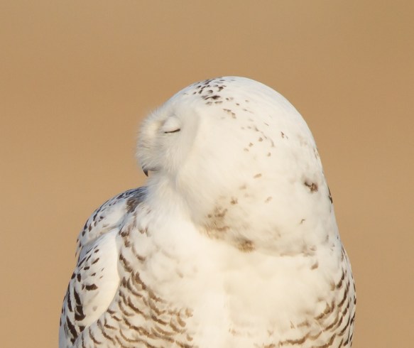 Snowy Owl profile - left, eyes closed