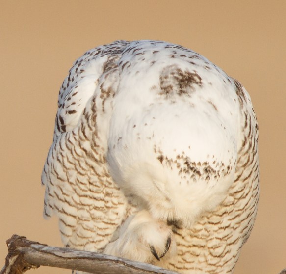 Snowy Owl profile - preening foot, talons showing