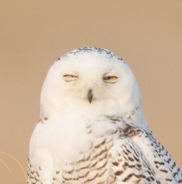 Snowy Owl profile - sleepy