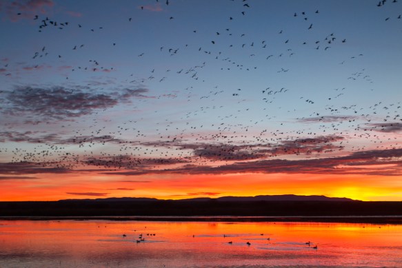 Sunrise from Flight Deck with Snow Geese in air