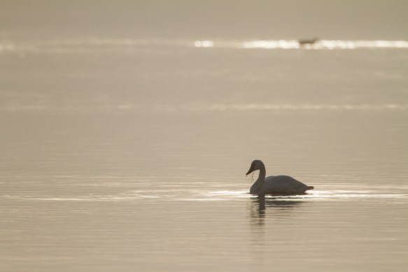 Swan in fog