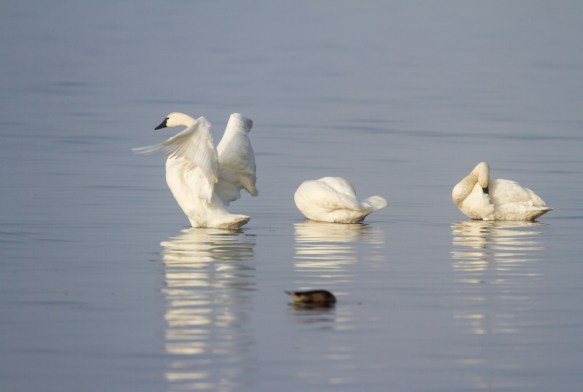 Swans in early morning light