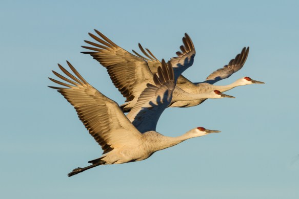 Three cranes in flight