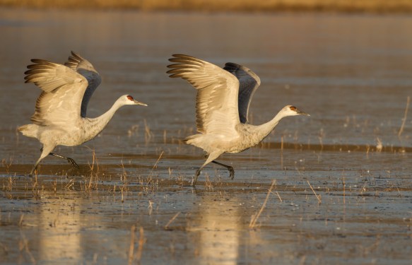 Two Cranes taking off