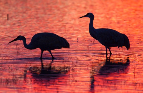 Two Cranes wading in fiery light