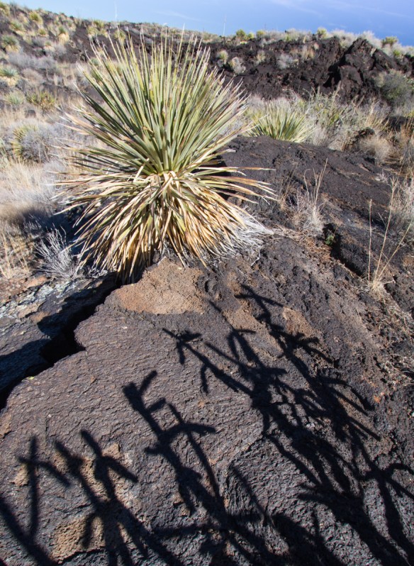 Valley of Fires cactus shadow