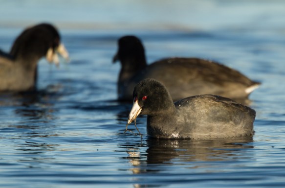American Coot