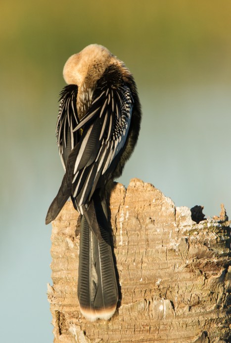 Anhinga on palm trunk - head tucked 1