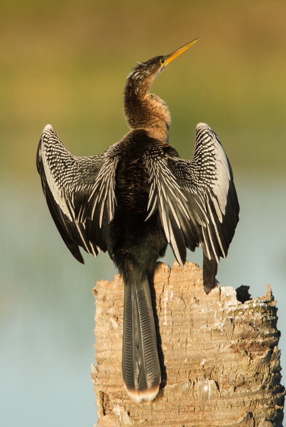 Anhinga on palm trunk - wings spread