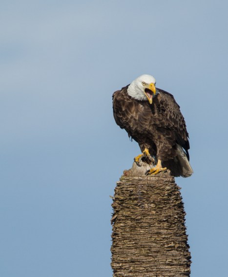 Bald Eagle calling