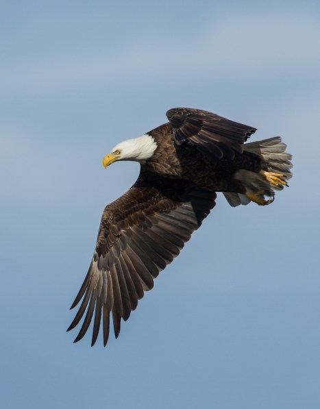 Bald Eagle in flight