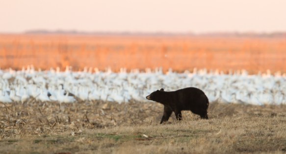 Bear with snow geese 1