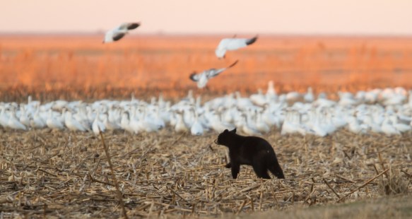 Bear with snow geese 3