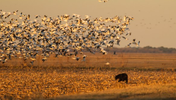 Bear with snow geese