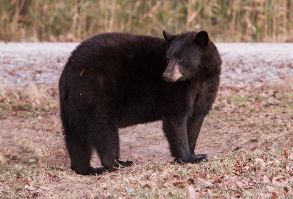Black Bear sow 1