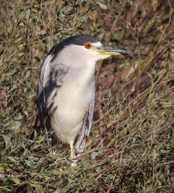 Black-crowned Night Heron adult