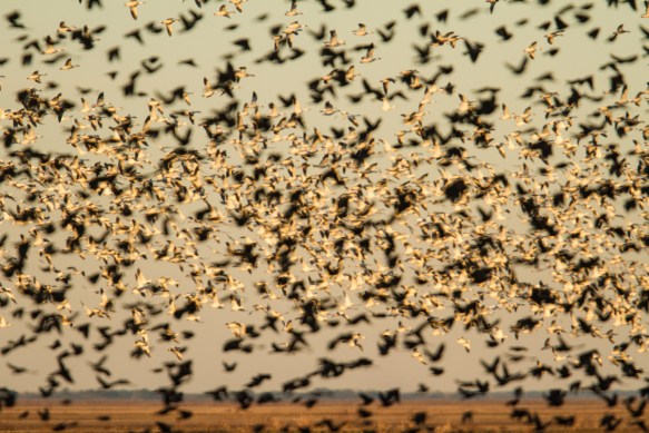 Blackbird flock in front of snow goose flock