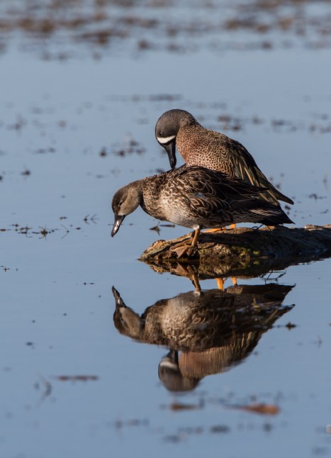 Blue-winged Teal pair on log