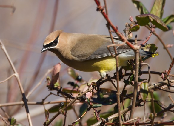 Cedar Waxwing
