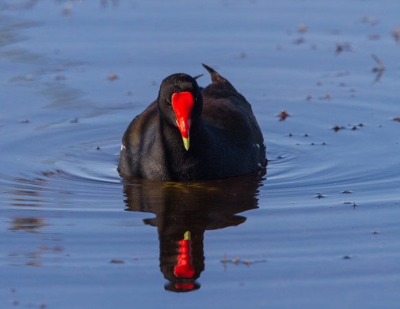 Common Gallinule 1