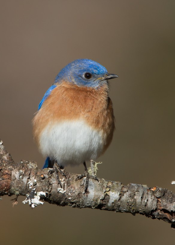 Eastern Bluebird