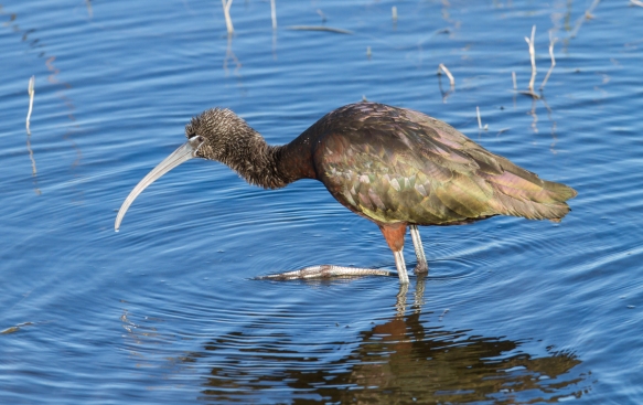 Glossy Ibis scratching