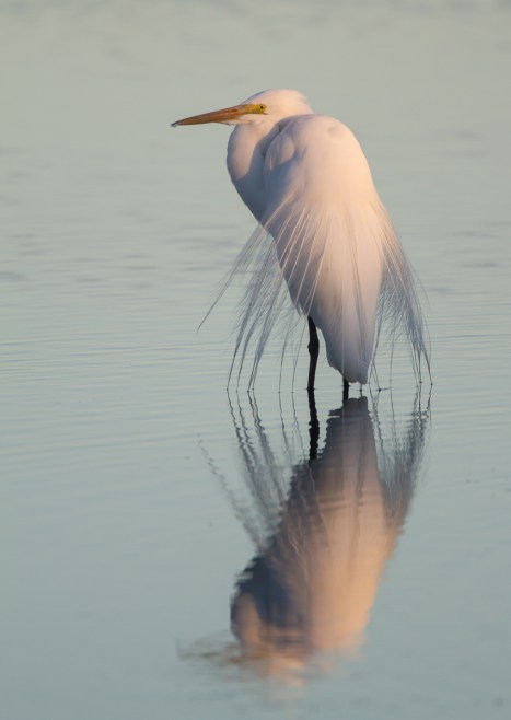 Great Egret at sunset