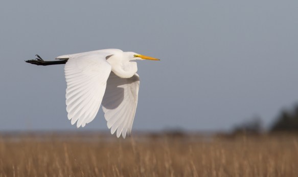 Great Egret fyl by