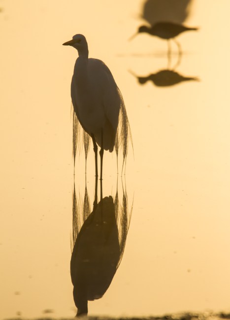 Great Egret in fog