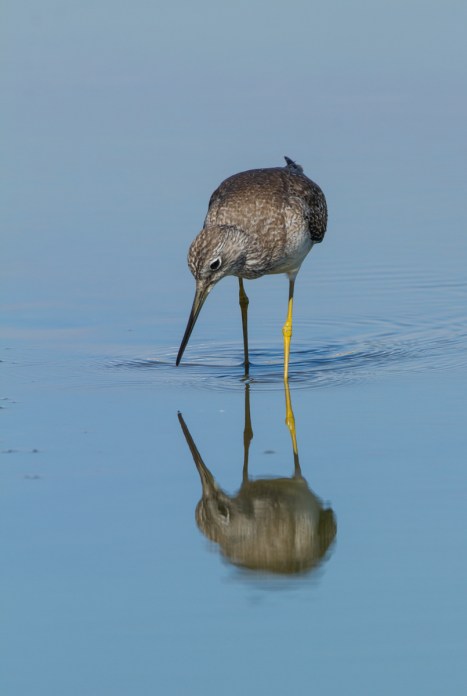 Greater Yellowlegs and reflection