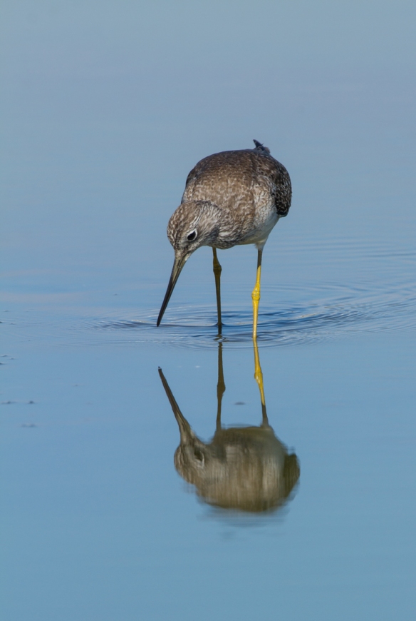Greater Yellowlegs and reflection