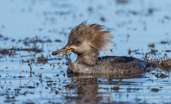 Hooded Merganser female