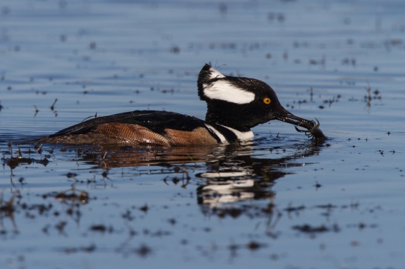 Hooded Merganser male with crayfish