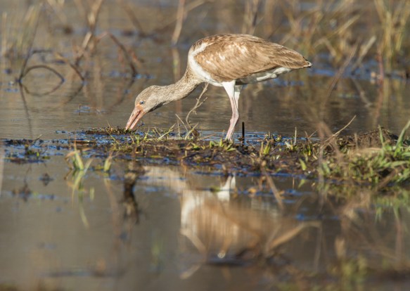 Immature White Ibis