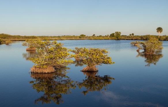 Impoundment at Merritt Island