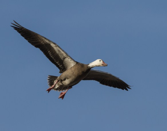 Landing blue goose against sky