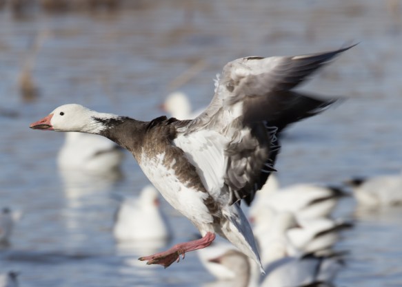 Landing blue goose