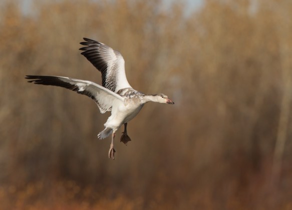 Landing immature blue goose