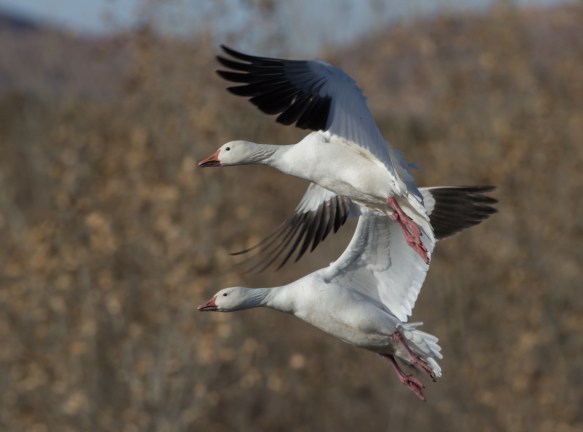 landing pair of Snow Geese