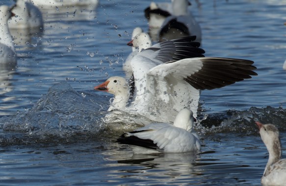 Landing Snow Goose splash-down side view
